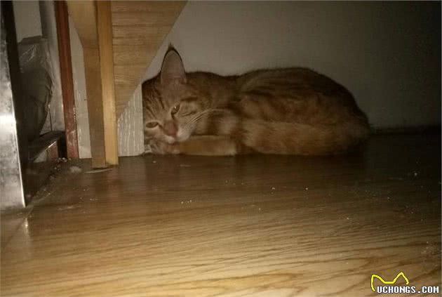 猫咪离世前会有何征兆？这些行为一旦出现，主人一定要做好准备