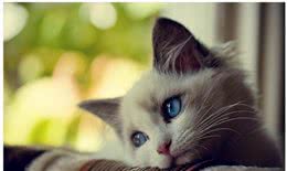 猫咪离世前会有何征兆？这些行为一旦出现，主人一定要做好准备