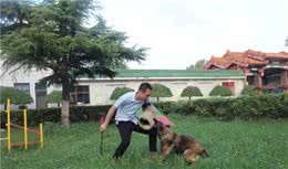 如何整治狗狗喜欢乱扑人的方法
