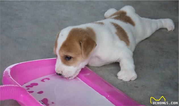狗狗换狗粮需要注意什么？