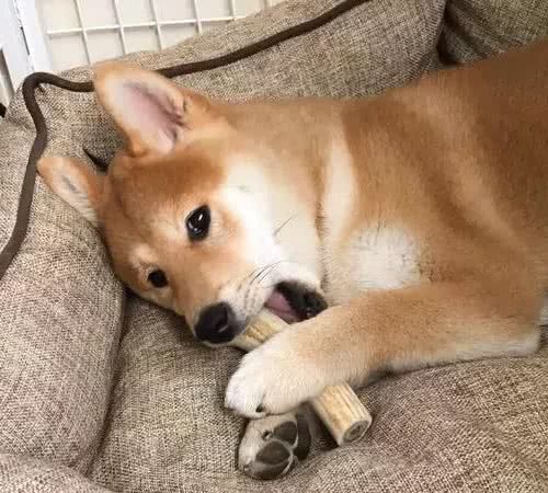狗狗为啥总是钟情于主人的拖鞋