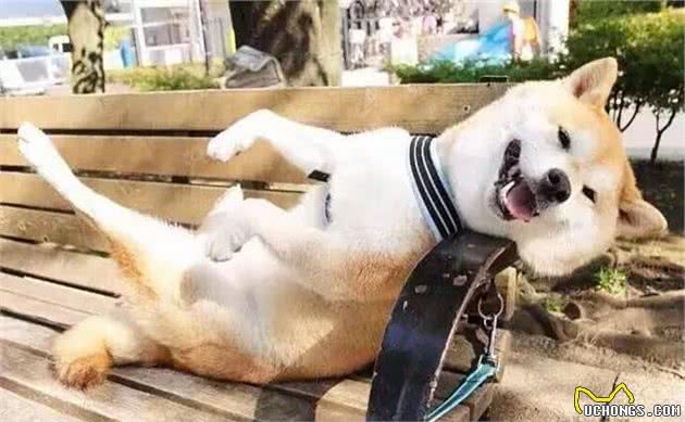 狗狗这些睡姿，是爱主人的体现