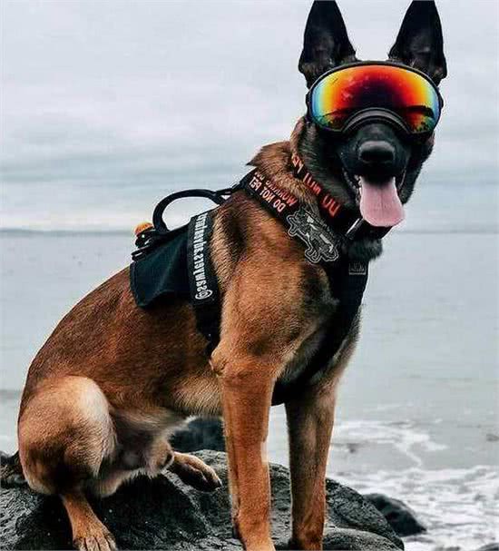 就算马犬有这5大优势，你也不敢养