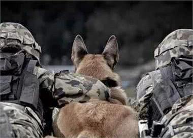 就算马犬有这5大优势，你也不敢养