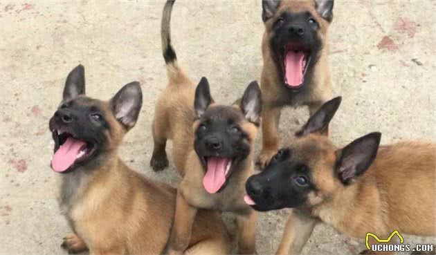就算马犬有这5大优势，你也不敢养