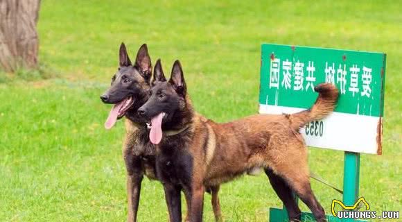 就算马犬有这5大优势，你也不敢养