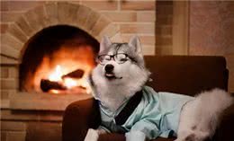 “有一种冷，叫主人觉得狗冷”：给狗狗穿衣服，有这些坏处