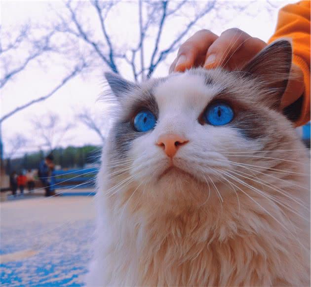 原来布偶猫这么“可怕”，难怪这么少人养