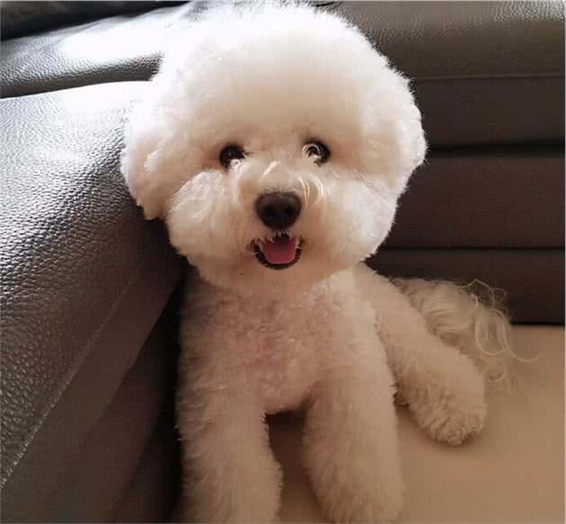 第一次养狗，什么狗最好养？