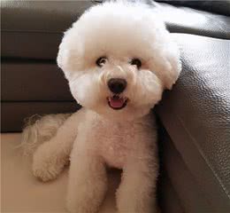 第一次养狗，什么狗最好养？