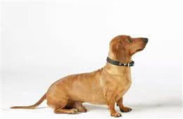 搜索不是警犬才有的技能，你的狗狗也可以，教你训练狗狗找物