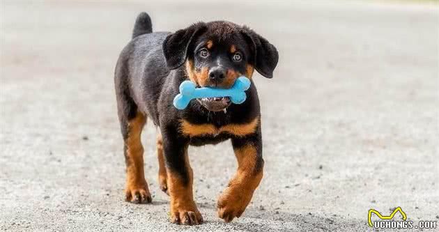 再优秀的“罗威纳犬”，也有不靠谱的时候，饲养前要考虑清楚