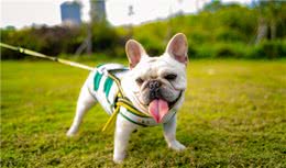 法国斗牛犬“体臭严重”怎么办？6大原因分析以及应对措施