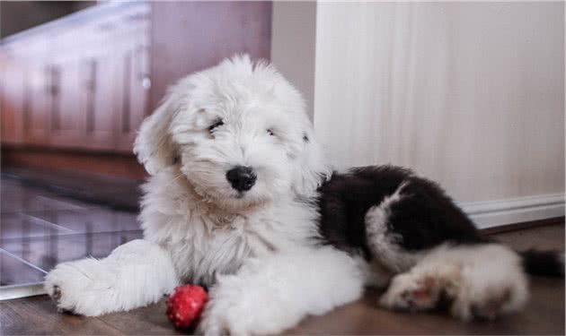 你认识古代牧羊犬吗？健壮而憨厚的它们，是人类可爱而憨厚的好友
