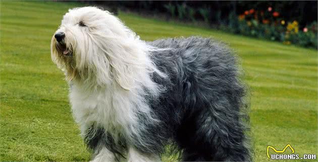 你认识古代牧羊犬吗？健壮而憨厚的它们，是人类可爱而憨厚的好友