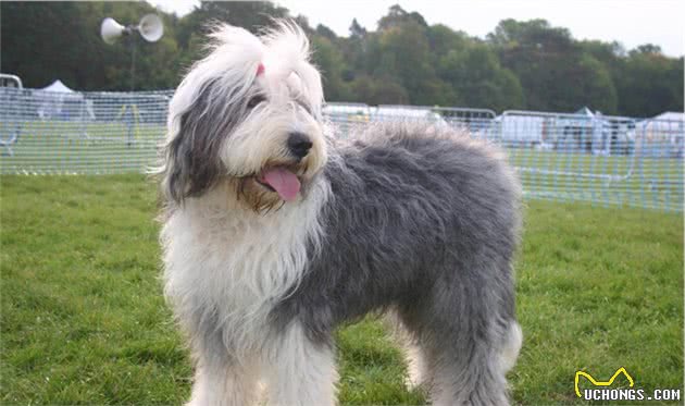 你认识古代牧羊犬吗？健壮而憨厚的它们，是人类可爱而憨厚的好友