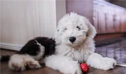 你认识古代牧羊犬吗？健壮而憨厚的它们，是人类可爱而憨厚的好友