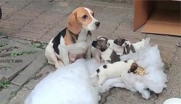 7只纯种比格犬，“连妈带儿”被遗弃街头，原主人是散财童子？