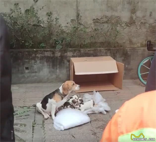 7只纯种比格犬，“连妈带儿”被遗弃街头，原主人是散财童子？