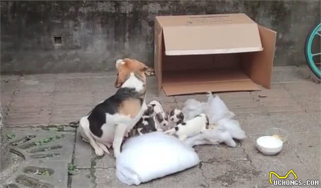 7只纯种比格犬，“连妈带儿”被遗弃街头，原主人是散财童子？