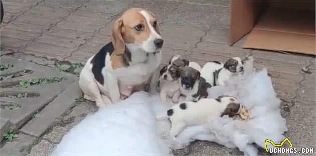 7只纯种比格犬，“连妈带儿”被遗弃街头，原主人是散财童子？