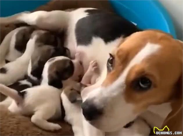 7只纯种比格犬，“连妈带儿”被遗弃街头，原主人是散财童子？