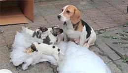 7只纯种比格犬，“连妈带儿”被遗弃街头，原主人是散财童子？