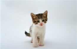 自以为很了解猫？下面这12个关于猫咪的冷知识你都知道吗？