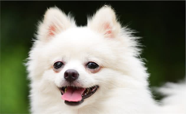 新手宠主这样养“博美犬”，很快就上手了