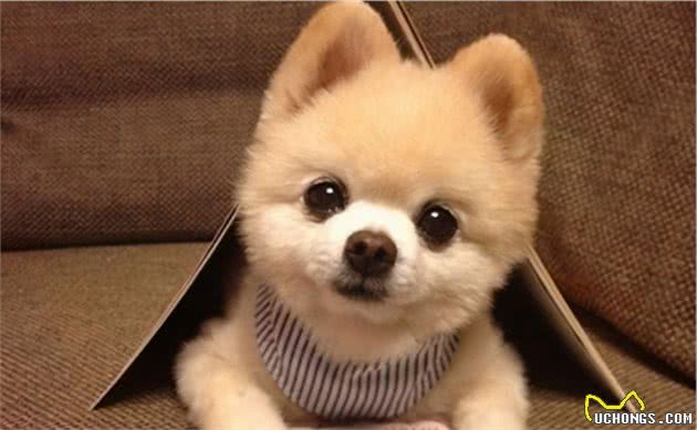 新手宠主这样养“博美犬”，很快就上手了