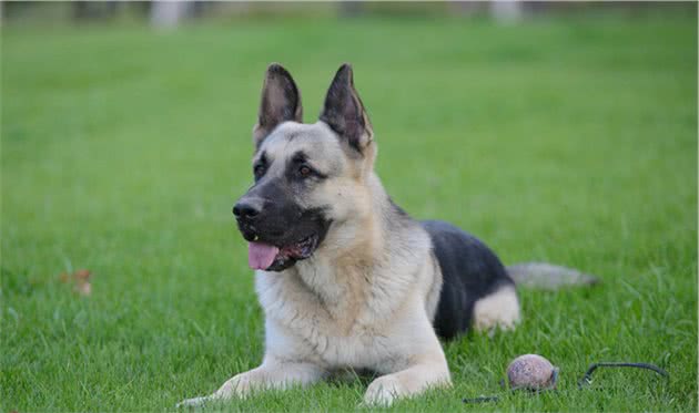 东欧牧羊犬，是来自东欧地区的猛犬，其体型比德牧更高大威猛