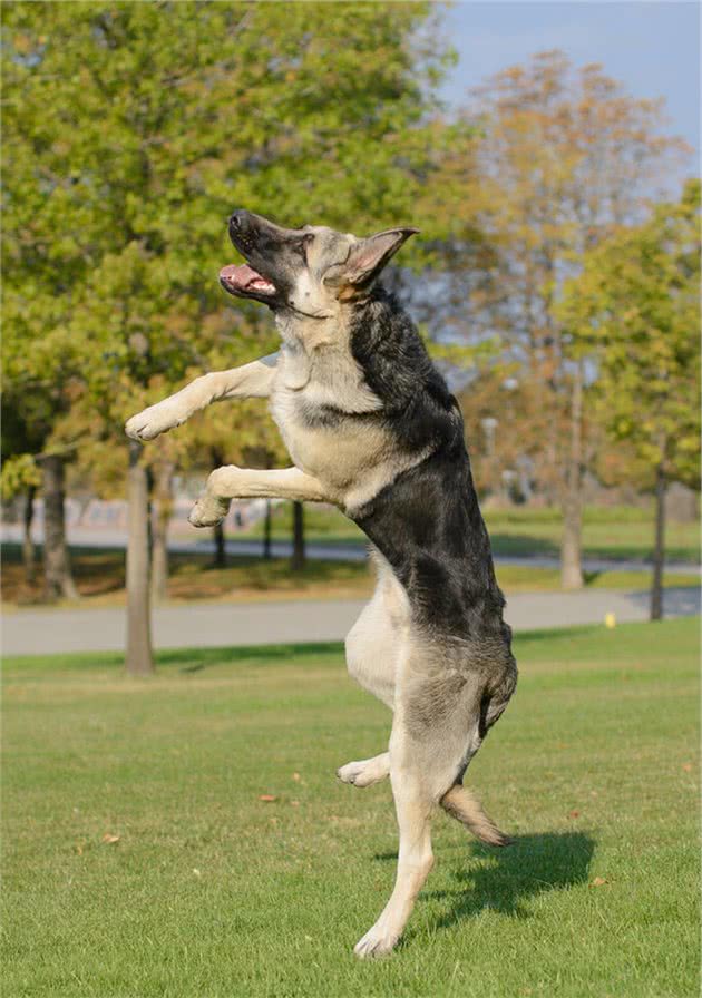 东欧牧羊犬，是来自东欧地区的猛犬，其体型比德牧更高大威猛