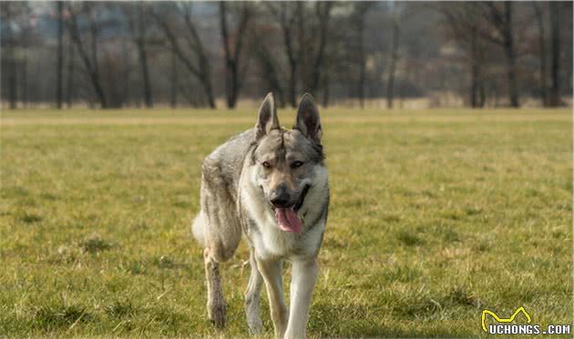 东欧牧羊犬，是来自东欧地区的猛犬，其体型比德牧更高大威猛