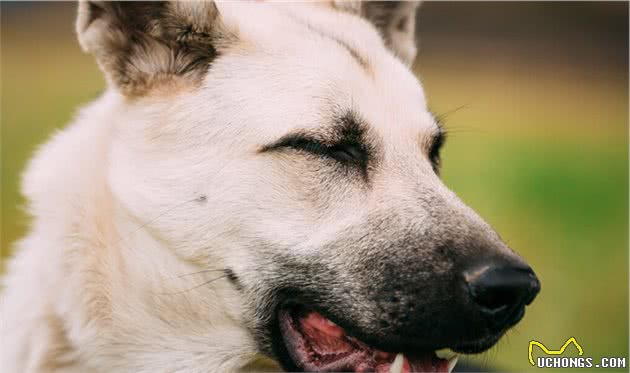 东欧牧羊犬，是来自东欧地区的猛犬，其体型比德牧更高大威猛