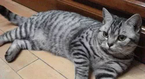 喵喵在上-美国短毛猫
