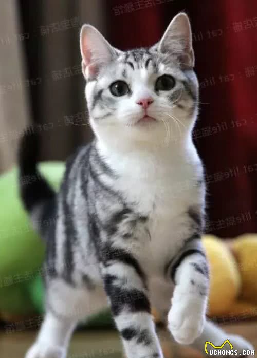 喵喵在上-美国短毛猫
