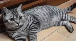 喵喵在上-美国短毛猫