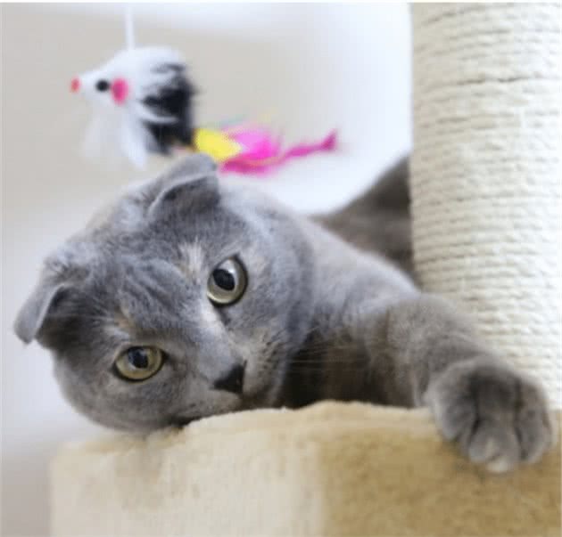 ?苏格兰折耳猫是基因突变的猫？不道德的繁殖实践？