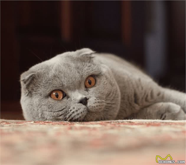 ?苏格兰折耳猫是基因突变的猫？不道德的繁殖实践？