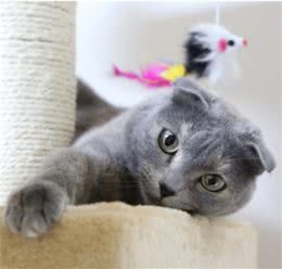 ?苏格兰折耳猫是基因突变的猫？不道德的繁殖实践？