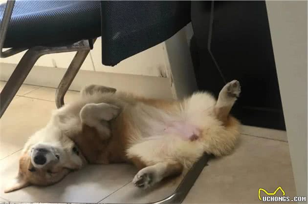 狗狗以为自己被遗忘在了爷爷家，于是偷摸溜出门