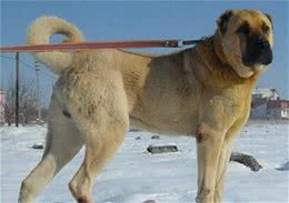 康加尔犬世界上最强的狗品种