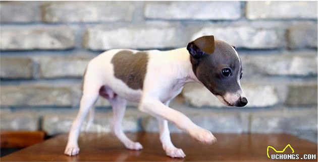 意大利灵缇犬(ItalianGreyhound)