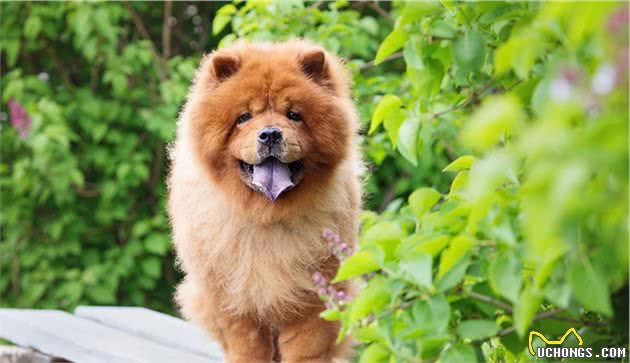世界上名贵犬种清单（二）