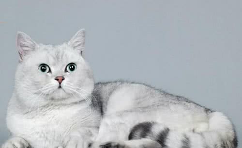英国短毛猫你知道怎么养吗？英国短毛猫的价格是多少呢？
