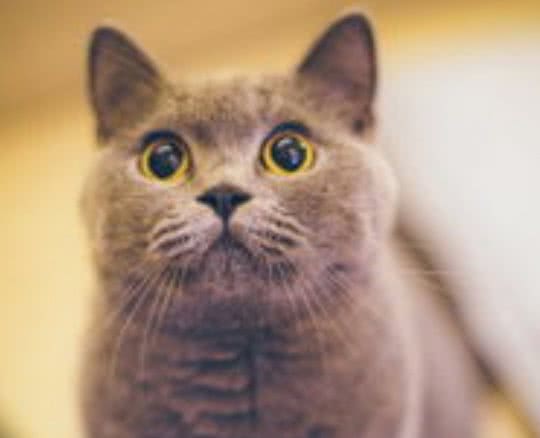 英国短毛猫你知道怎么养吗？英国短毛猫的价格是多少呢？