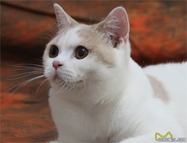 英国短毛猫你知道怎么养吗？英国短毛猫的价格是多少呢？
