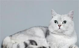 英国短毛猫你知道怎么养吗？英国短毛猫的价格是多少呢？