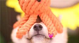 你家柴犬喜欢挖坑吗？柴犬挖坑的原因有哪些？