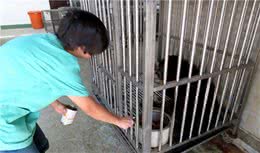 主人被藏獒猛咬入院，藏獒看家能力强？为什么不养中华田园犬